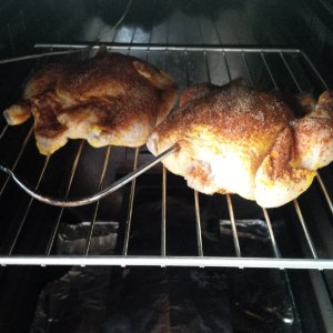 hens2.jpg