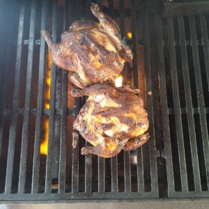 hens4.jpg