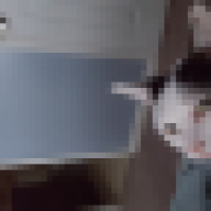 katebugs
